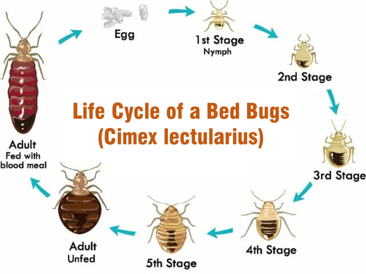 Bed Bugs